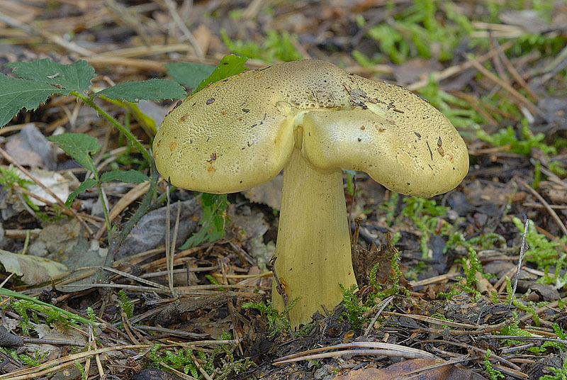 Tricholoma equestre